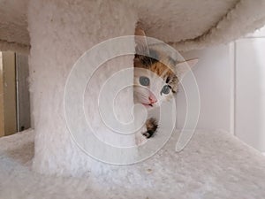 a Pretty tricolor kitten hides behind a trunk from the scratching post