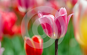 Pretty tulip