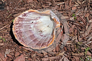 Pretty underside of a sea shell