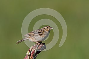 A Vesper Sparrow Perched on a Plant in the Grasslands photo