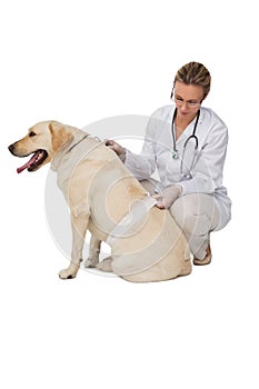 Pretty vet bandaging yellow labrador dog