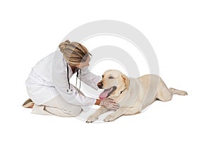 Pretty vet stroking yellow labrador dog