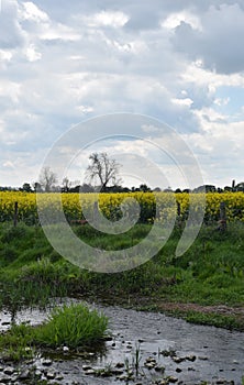 Pretty View of a Flowering Rapseed Field