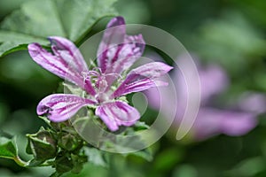 Pretty violet flower photo