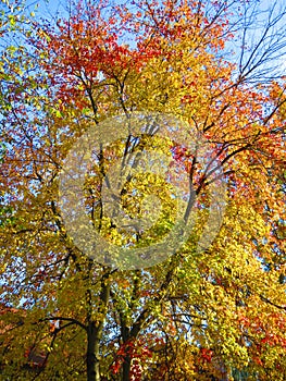 Pretty Vivid Red and Yellow Tree in Autumn in November