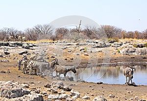 Pretty waterhole with herd of zebra against a rocky backdrop