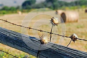 Pretty weeds growing around a wood and barbed wire fence surrounding a field of hay near San Luis Obispo, California