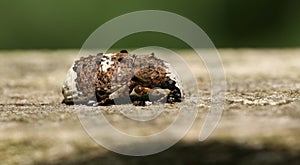 A pretty Weevil Platystomos albinus resting on a wooden fence in woodland.