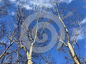 Pretty White Bare Trees and Blue Sky in Winter in January