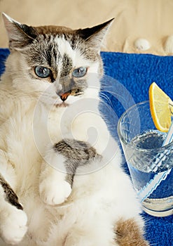 Pretty white blue eyes cat is resting on a sandy beach. Blue beach towel, lemon cocktail with straw, sunbathing