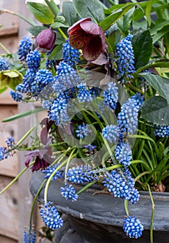 Pretty white blue grape hyacinth muscari flowers planted in a plant pot together with purple hellobore flowers.