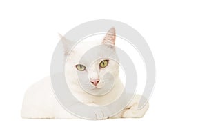 Pretty white cat lying down seen from the front looking at the camera on a white background