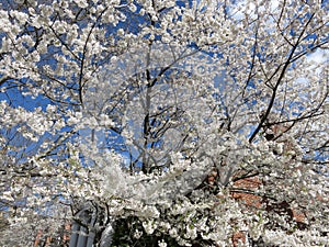 Pretty White Cherry Blossoms in April in Spring