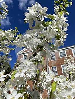 Pretty White Cherry Blossoms and Blue Sky in Spring in April