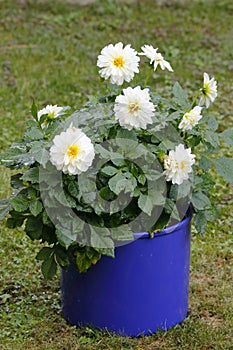 Pretty white dahlias in a flower pot