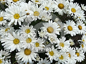 Pretty White Daisy Flowers in June in Spring