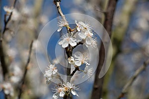 Pretty white damson tree blossom flowers, Prunus domestica insititia, blooming in spring showing open flowers with stamens