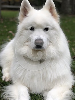 Pretty White dog with lots of hair, laying in Yard