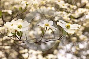 Pretty White Dogwood Blossoms On Tree
