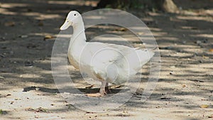 A pretty white duck modeling and then leaving