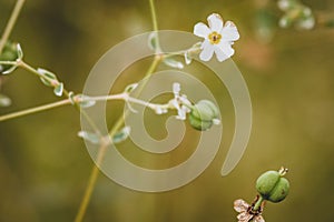 Pretty white filiform rockjasmine flower photo