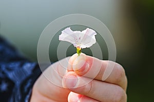 Child offering a flower as a gift photo