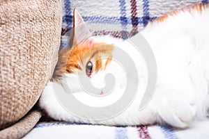 Pretty white and a ginger color cat on blanket in a cozy apartment. Beautiful cat rest on the sofa