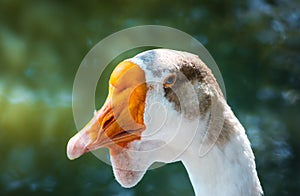 Pretty white goose beautiful portrait