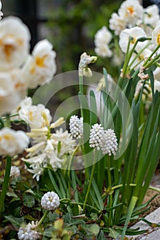 Pretty white grape hyacinth muscari flowers planted in a plant pot together with white daffodils.