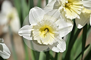 Pretty White Jonquil Flower in Blooming in the Spring