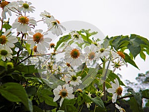 Pretty white montanoa flowers in the field