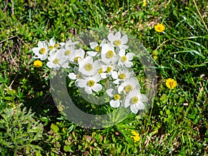 Pretty white mountain flowers in spring. Italian alps