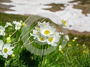 Pretty white mountain flowers in spring. Italian alps