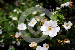 Pretty white small flowers