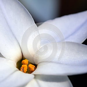 Pretty White Springstar Flower Head Close Up