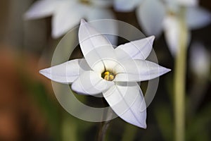 Pretty White Springstar Flower Head Close Up