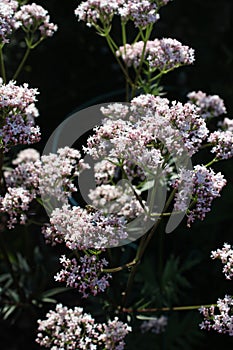 Pretty White Valerian Flowers Close up