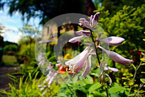 Pretty white and violet bellshaped flowers photo