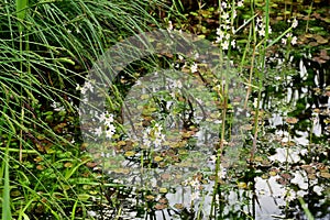 Hottonia palustris - Water violet or featherfoil in flower, Secret Gardens, Norfolk, England, UK photo