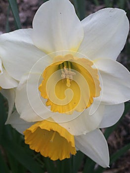 Pretty white and yellow flower