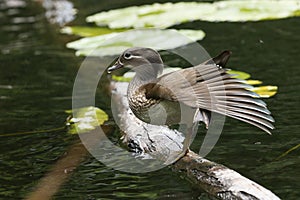 A pretty wild female Mandarin Duck, Aix galericulata, standing on a log in a pond stretching its leg and wing.