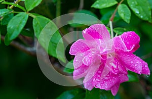 Pretty Wild Rose Flower with Rain Water Droplets