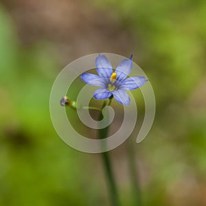 Pretty wildflower, Blue-eyed Grass