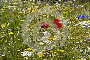 Pretty wildflowers growing in a meadow