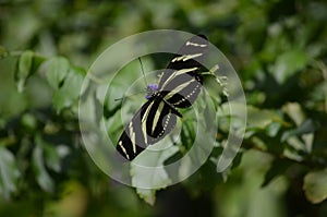 Pretty Wingspan of this Zebra Butterfly in the Spring