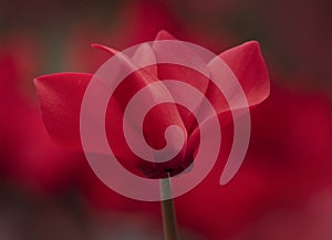 Pretty winter red cyclamen flower