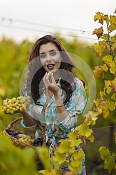 Pretty woman eating grapes in vineyard, pretty woman in vinery