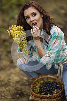 Pretty woman eating grapes in vineyard, pretty woman in vinery