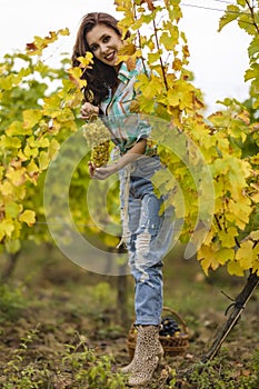 Pretty woman eating grapes in vineyard, pretty woman in vinery