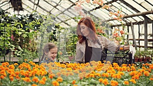 Pretty woman gardener and her cheerful daughter are taking pots with beautiful flowers from plastic container, putting